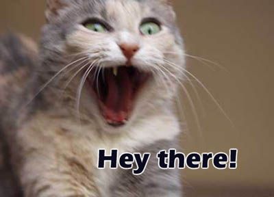 MySpace animals Comments