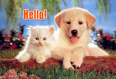 MySpace animals Comments